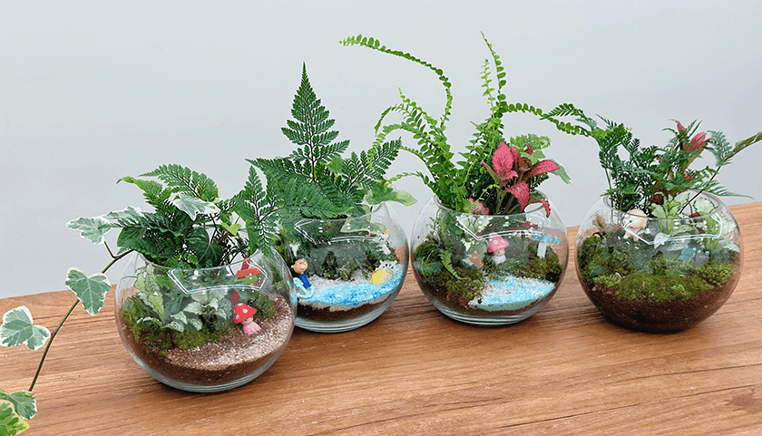 관엽식물 테라리움 진행 사진 2