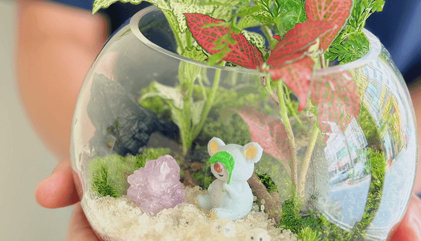 관엽식물 테라리움 상품 이미지 4