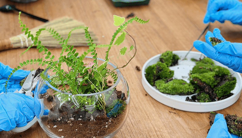 관엽식물 테라리움 상품 이미지 6