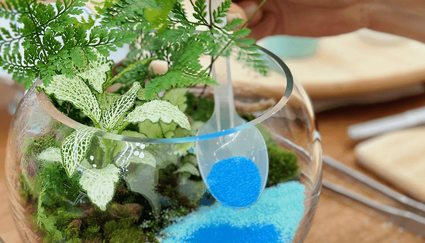 관엽식물 테라리움 상품 이미지 7