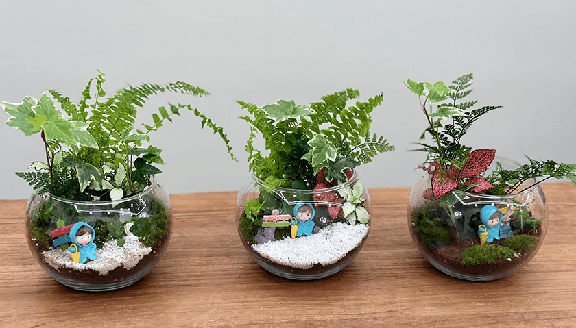 관엽식물 테라리움 상품 이미지 8