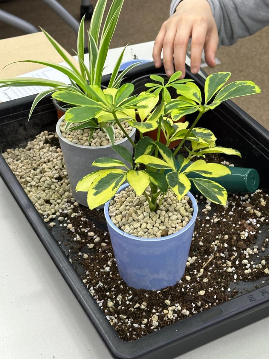 나만의 반려식물 만드는 가드닝 클래스 상품 이미지 2