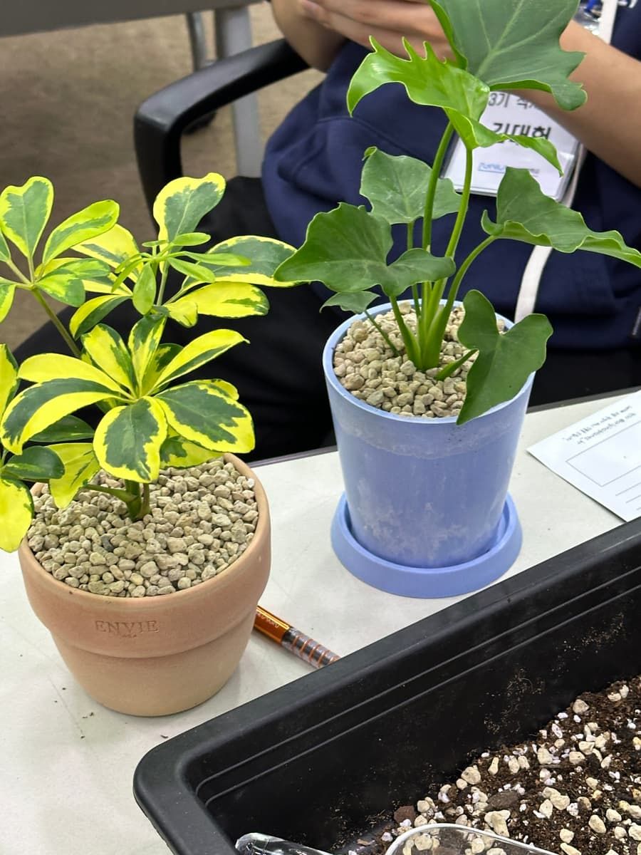 나만의 반려식물 만드는 가드닝 클래스 상품 이미지 6