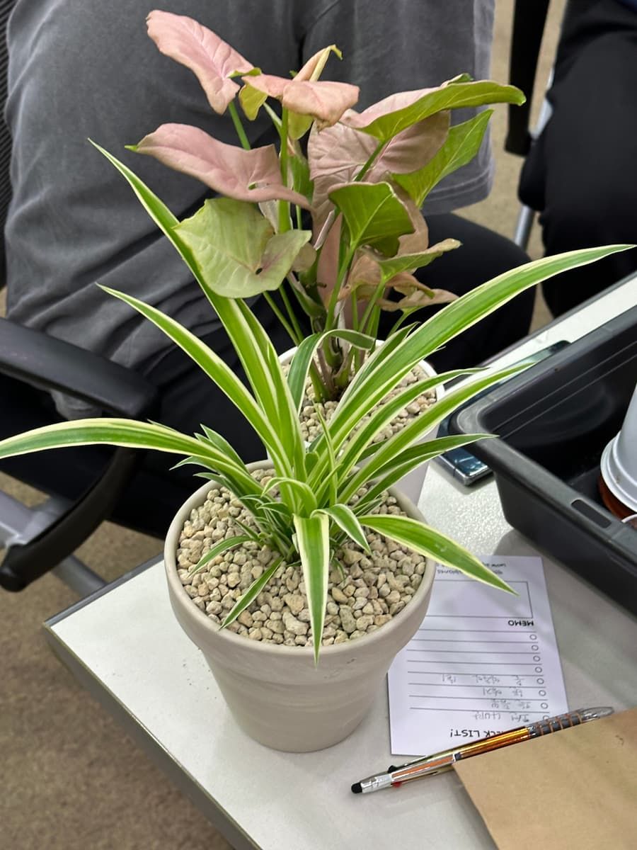 나만의 반려식물 만드는 가드닝 클래스 상품 이미지 7