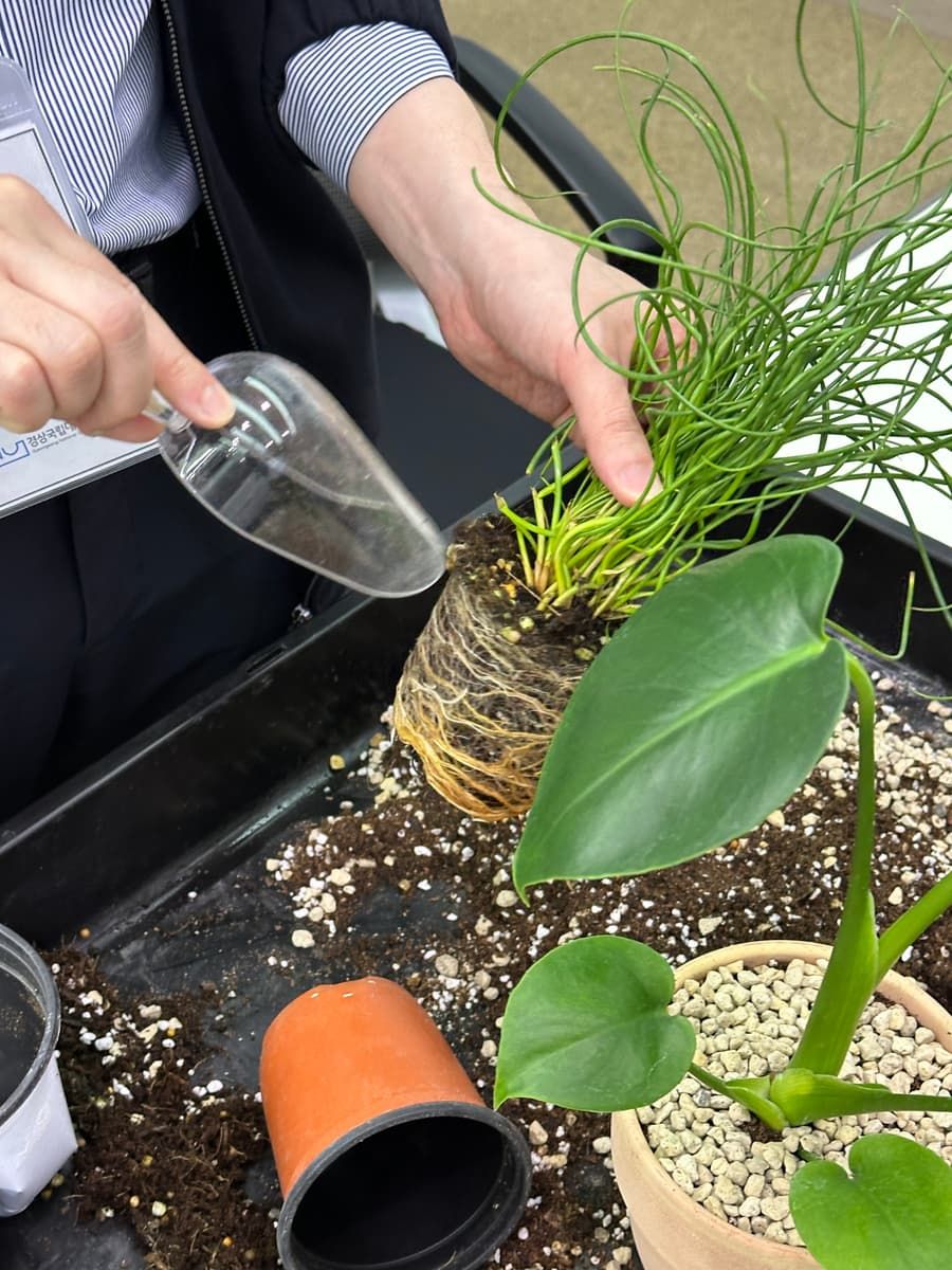 나만의 반려식물 만드는 가드닝 클래스 상품 이미지 8