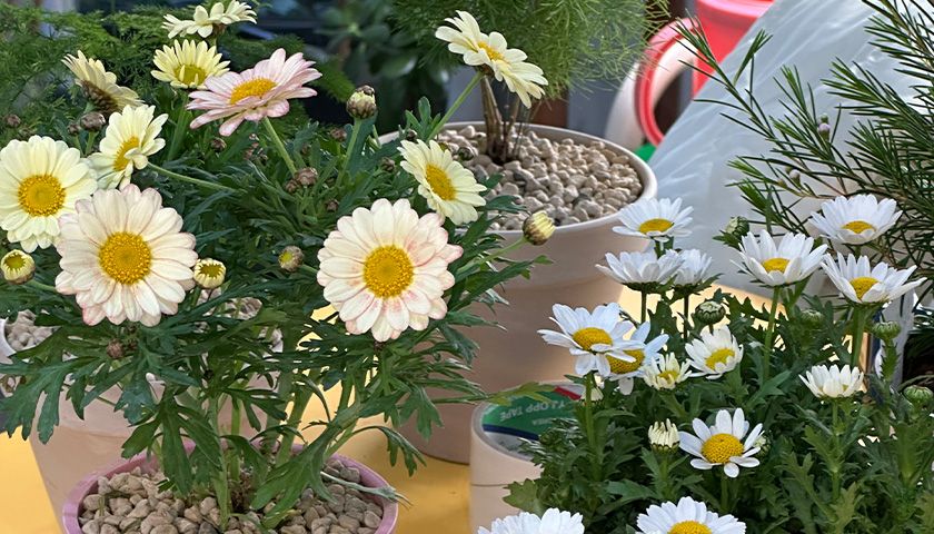 봄여름 생화 꽃 가드닝 클래스 상품 이미지 2