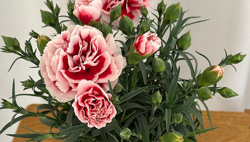 봄여름 생화 꽃 가드닝 클래스 상품 이미지 5