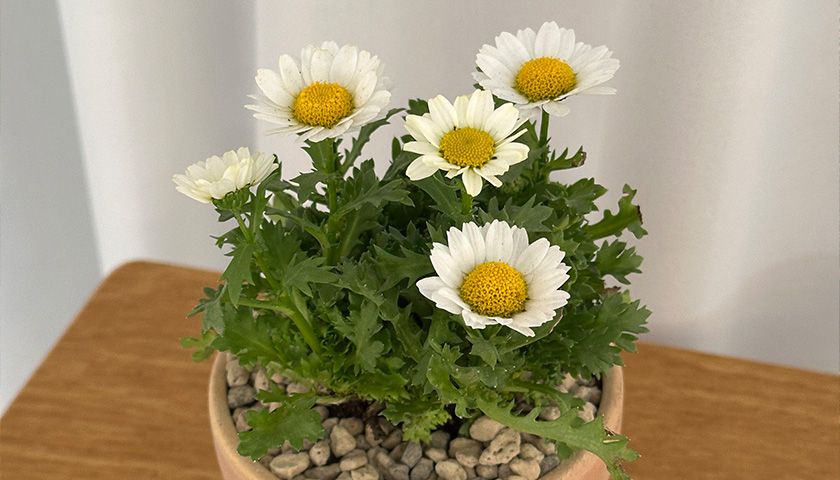 봄여름 생화 꽃 가드닝 클래스 상품 이미지 6