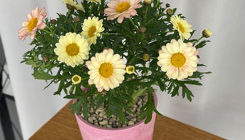 봄여름 생화 꽃 가드닝 클래스 상품 이미지 7