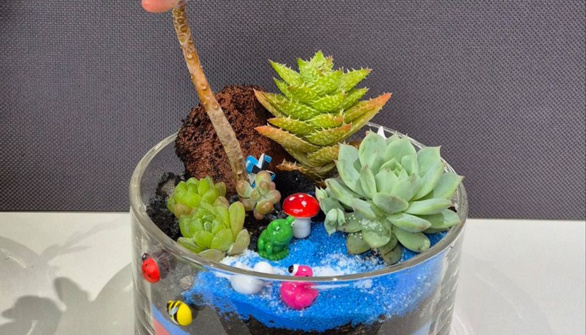 컬러테라피와 다육이 테라리움 상품 이미지 4