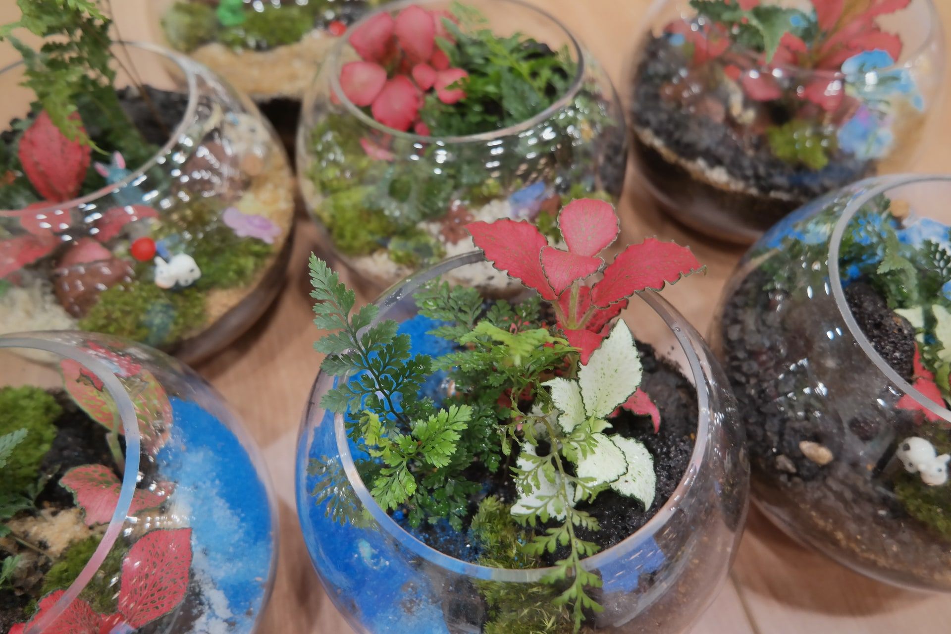 나의 작은 정원, 이끼 테라리움 진행 사진 3