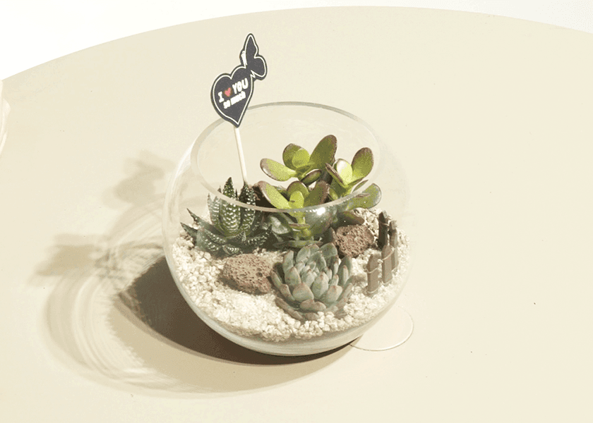 다육이 화분 썸네일