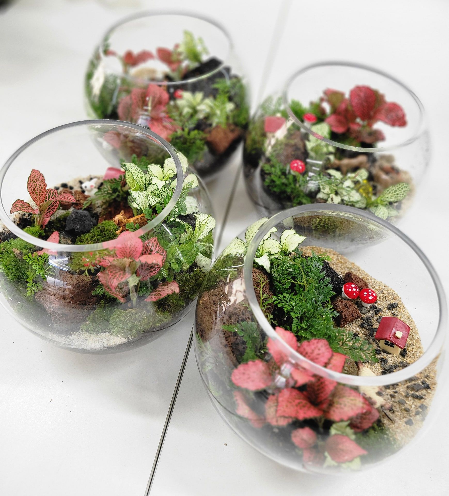 나의 작은 정원, 이끼 테라리움 썸네일